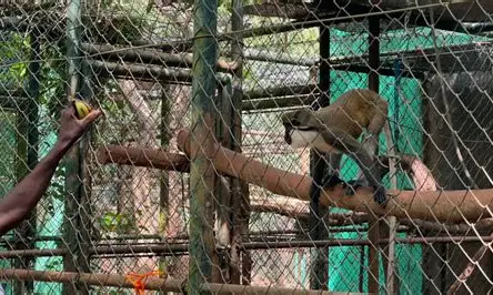 Photograph of Accra Zoo